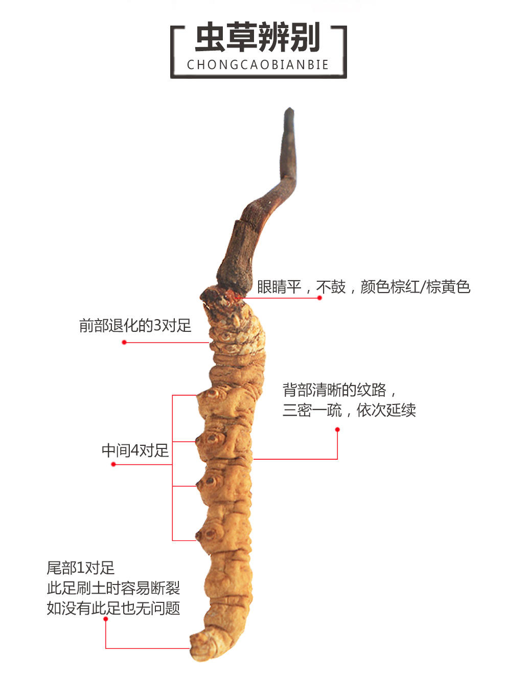 虫4.jpg