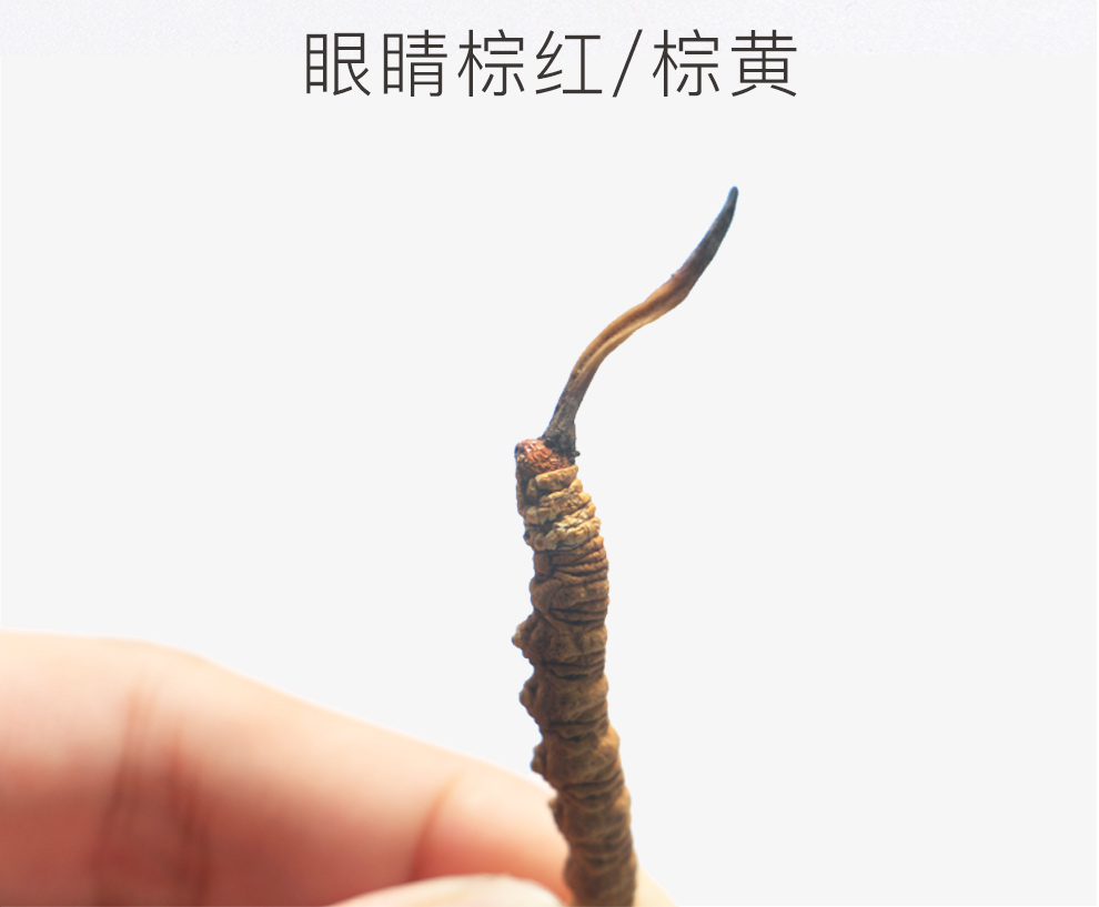 虫10.jpg