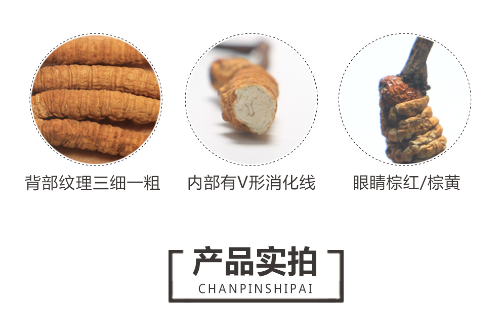 虫5.jpg