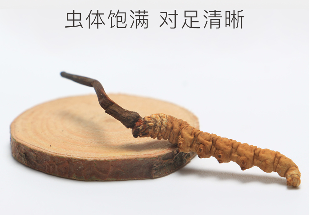 虫7.jpg